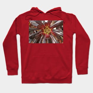 Variegated Succulent, October 2022 Hoodie